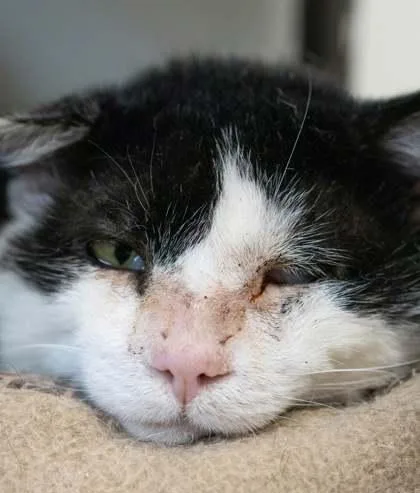 An adult small-sized male Domestic Short Hair cat named Kaiser for adoption in West Chester, PA