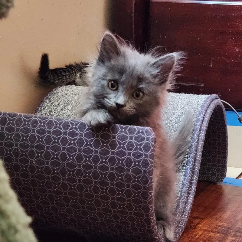A baby small-sized female Domestic Long Hair cat named Lint for adoption in Brea, CA