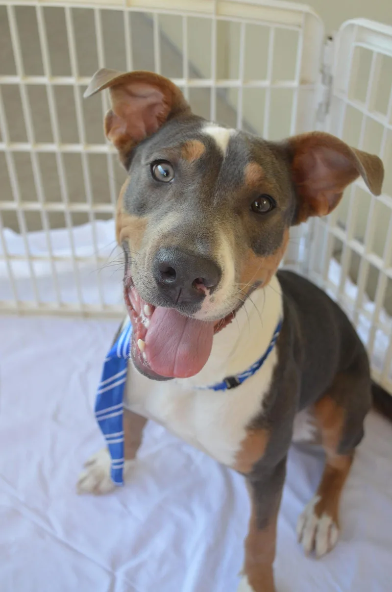 A baby large-sized male Pit Bull Terrier dog named Spain for adoption in McKinney, TX