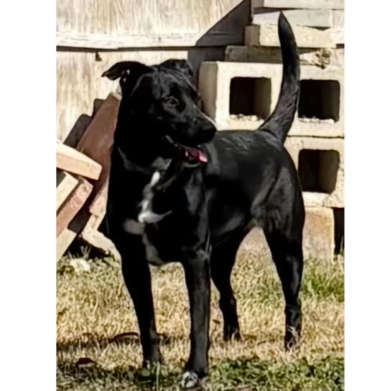 An adult medium-sized female Black Labrador Retriever dog named Chelsea for adoption in Kingwood, TX