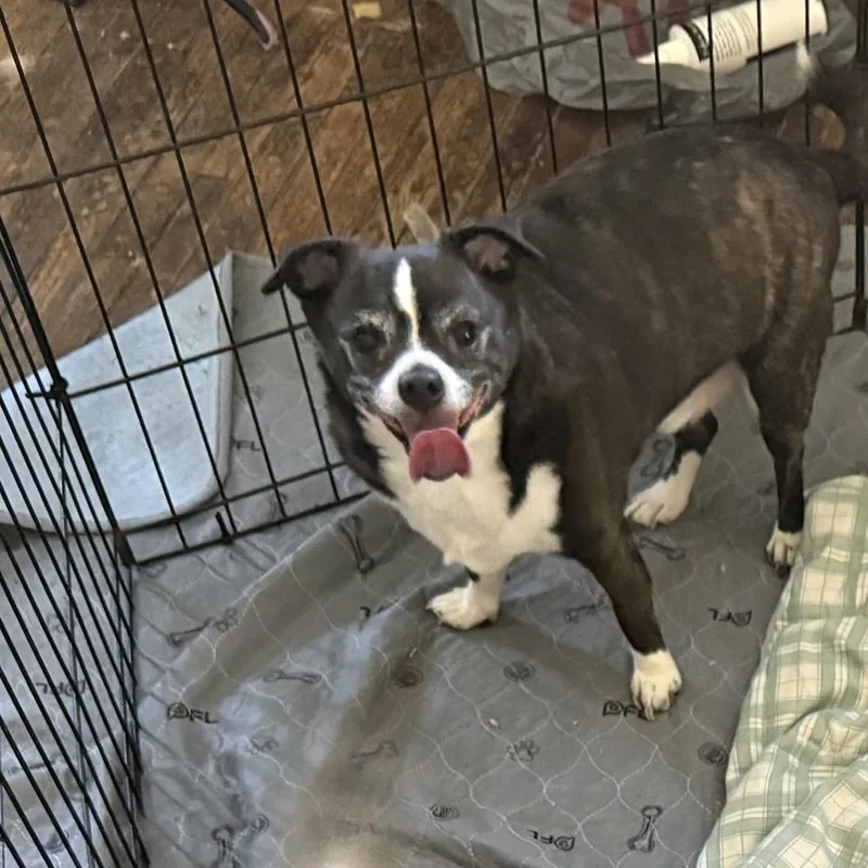 A senior small-sized male Chihuahua dog named Jack for adoption in Peoria, IL