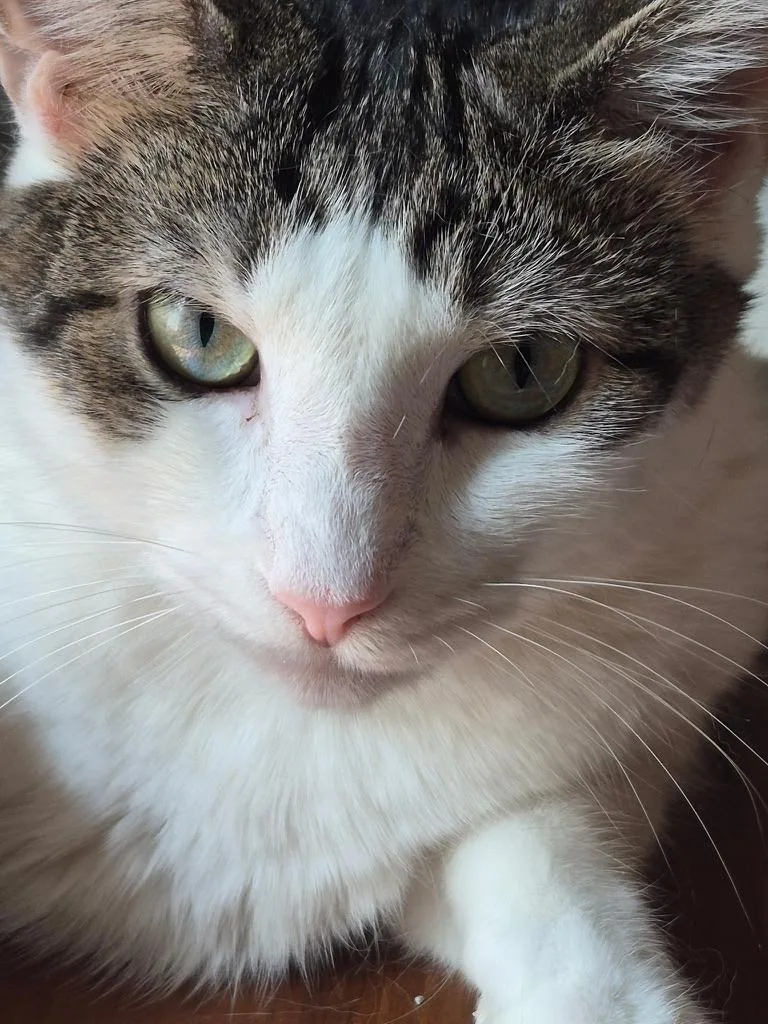 An adult medium-sized female White Domestic Short Hair cat named Princess and Cassidy for adoption in Mayfield, NY