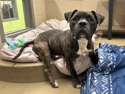 An adult medium-sized female Pit Bull Terrier dog named Letty for adoption in Knoxville, TN