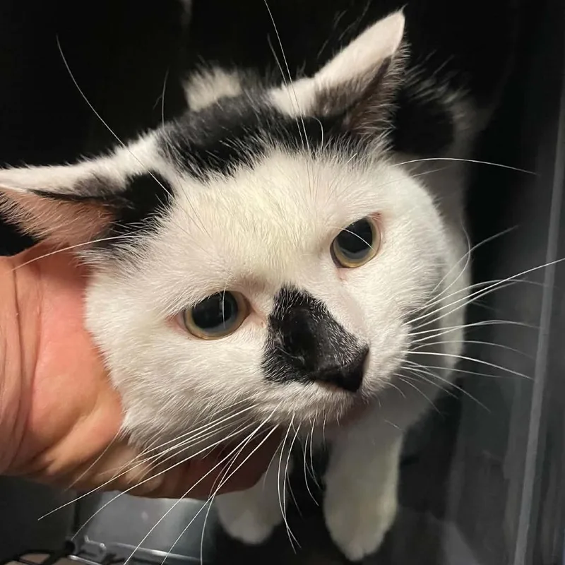An adult small-sized male Black Domestic Short Hair cat named Roswell for adoption in Hemet, CA