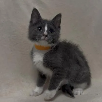 A baby small-sized female Domestic Short Hair cat named Billie for adoption in Janesville, WI