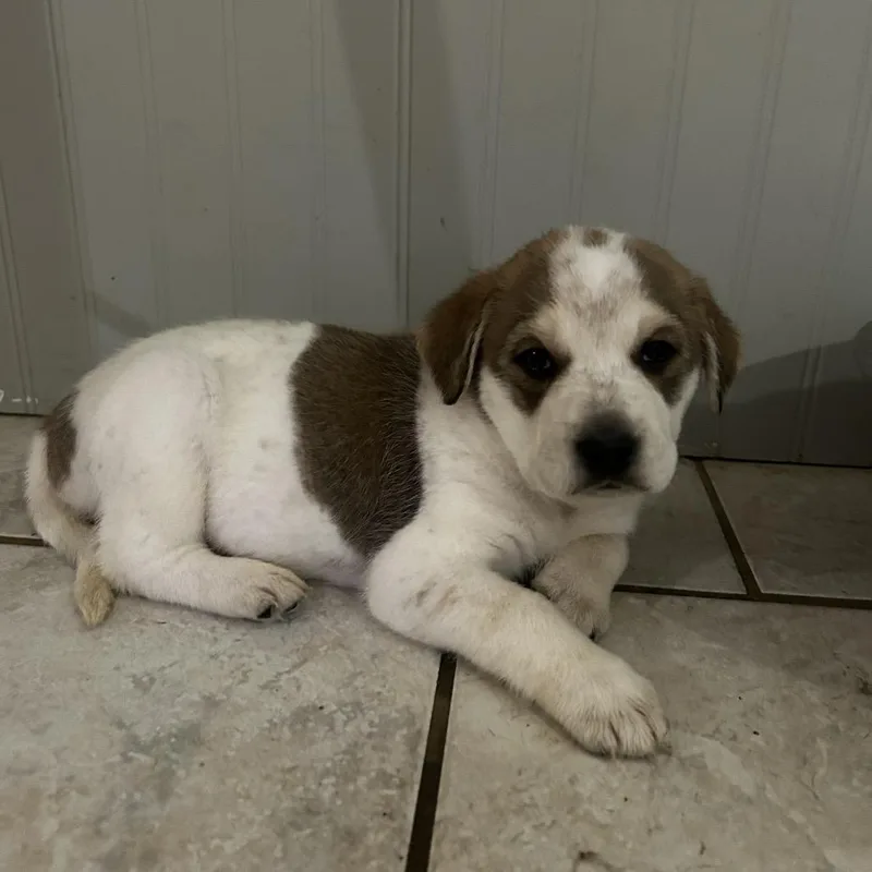 A baby small-sized female White / Cream Catahoula Leopard Dog dog named Sorbet for adoption in Morganton, NC