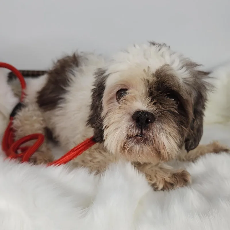 An adult small-sized female Shih Tzu dog named Dottie for adoption in Fort Wayne, IN