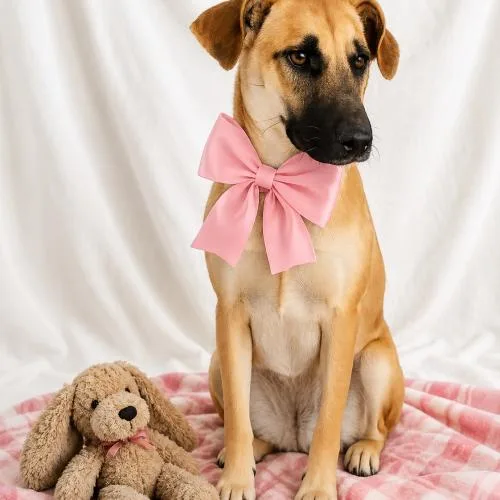 A young medium-sized female Apricot / Beige Labrador Retriever dog named Ginger for adoption in Leesburg, AL