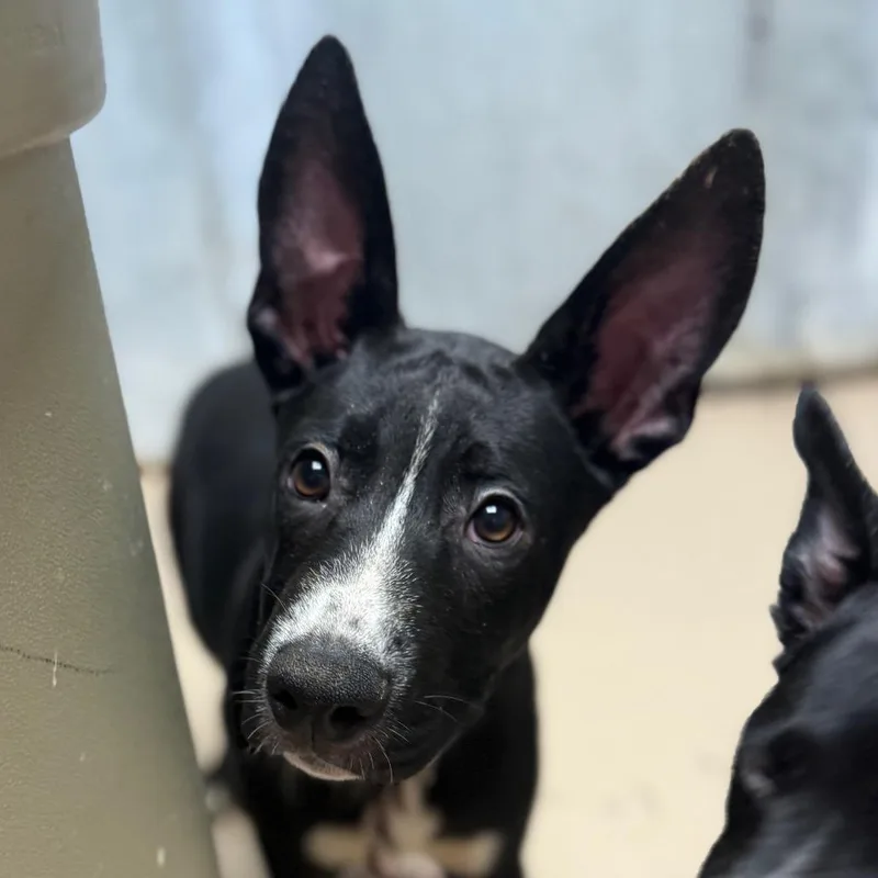A baby medium-sized male Black Pit Bull Terrier dog named Buster for adoption in Perkiomenville, PA