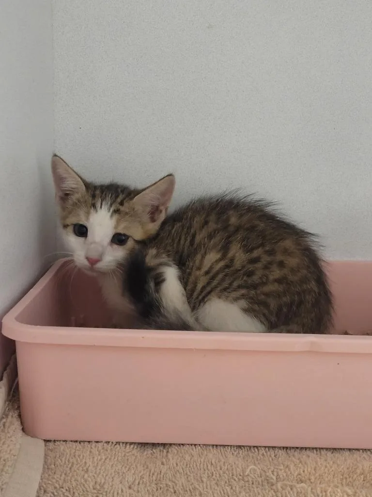 A baby large-sized female Domestic Short Hair cat named Madison for adoption in Huntsville, TX