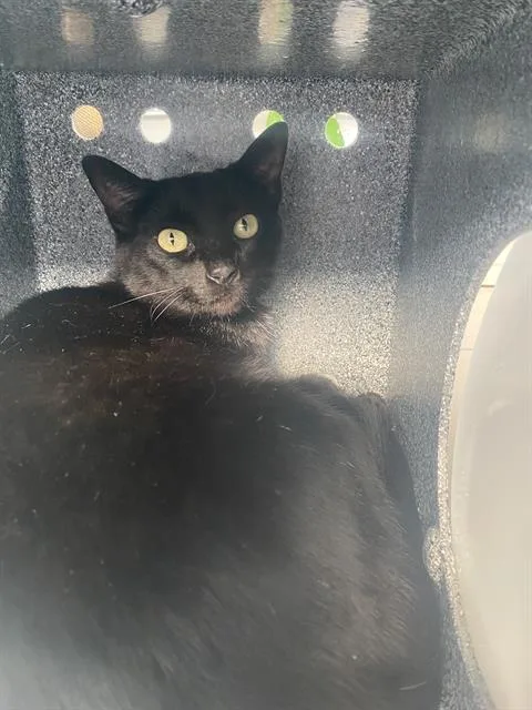 An adult medium-sized female Domestic Short Hair cat named Mavis for adoption in Dallas, TX