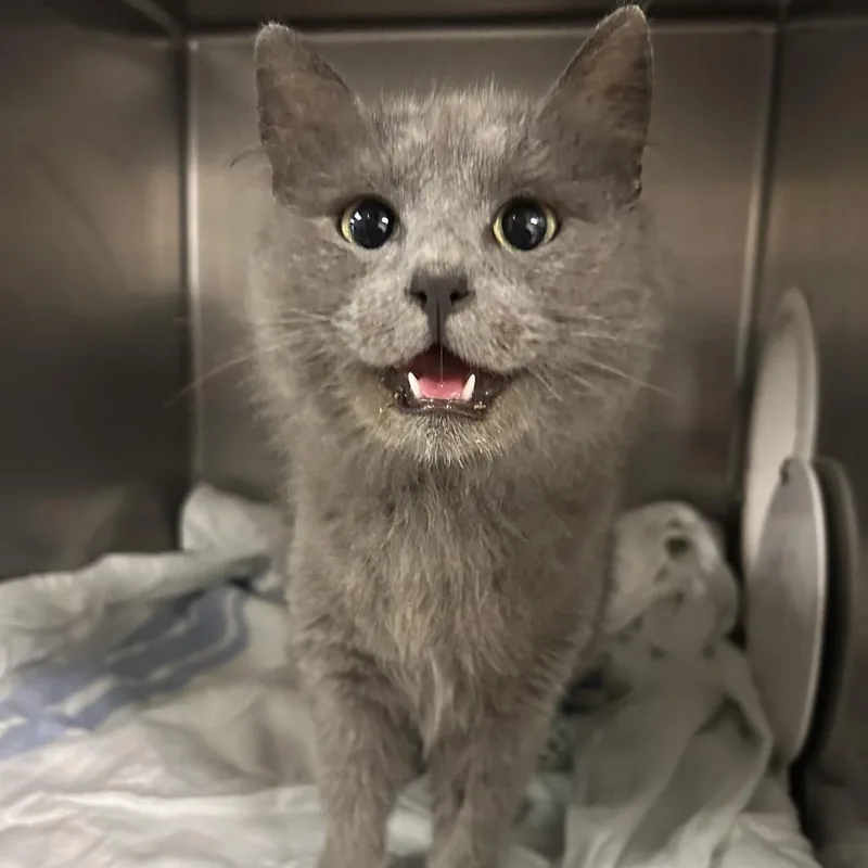 Mama Mia thumbnail 2