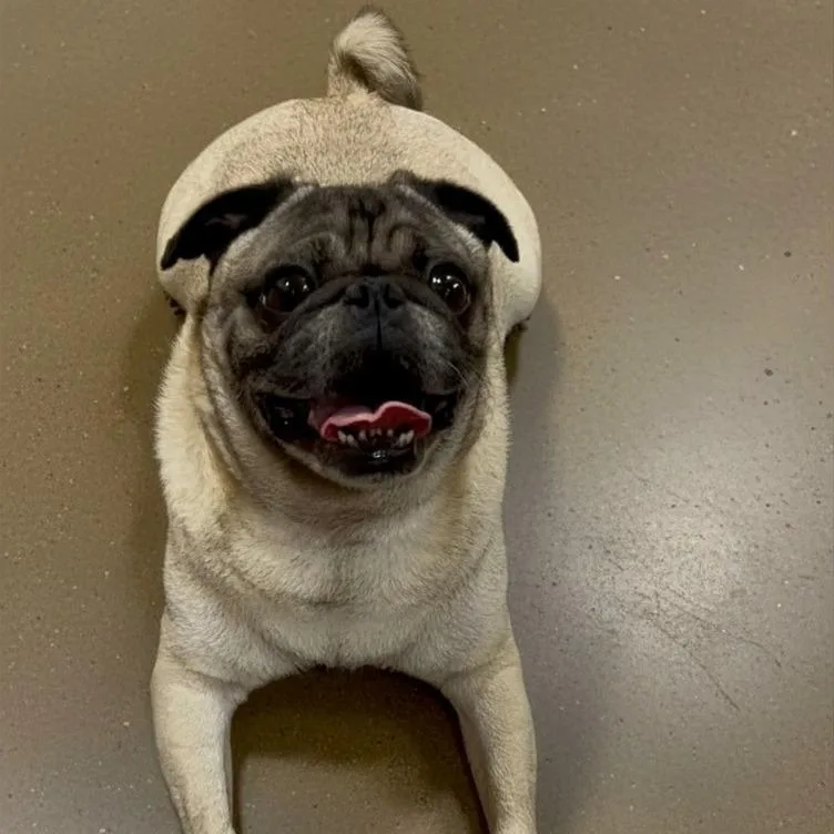An adult small-sized male Pug dog named Cooper for adoption in Houston, TX