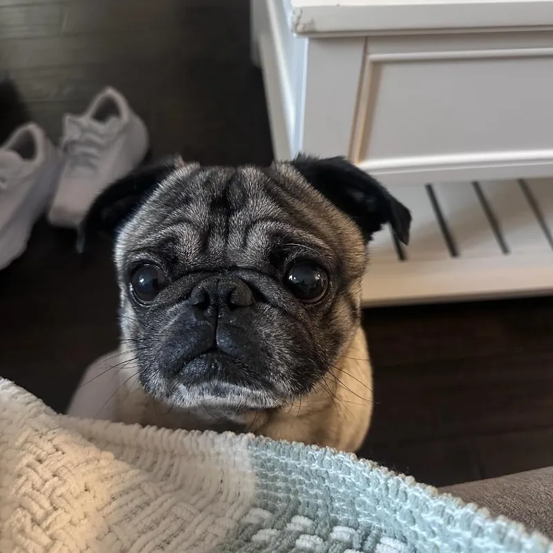 Cooper thumbnail 2