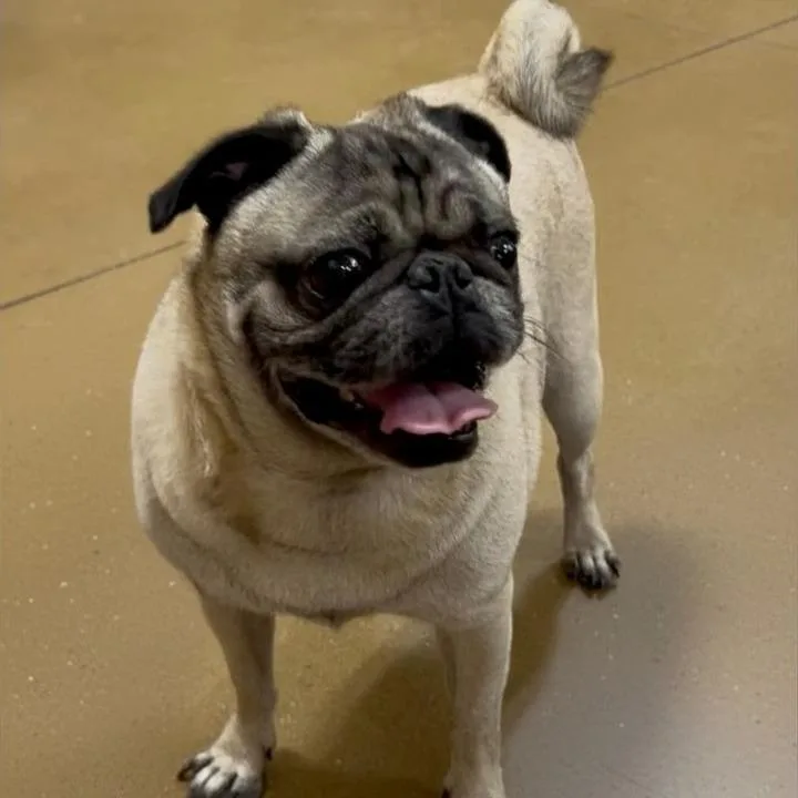 Cooper thumbnail 3