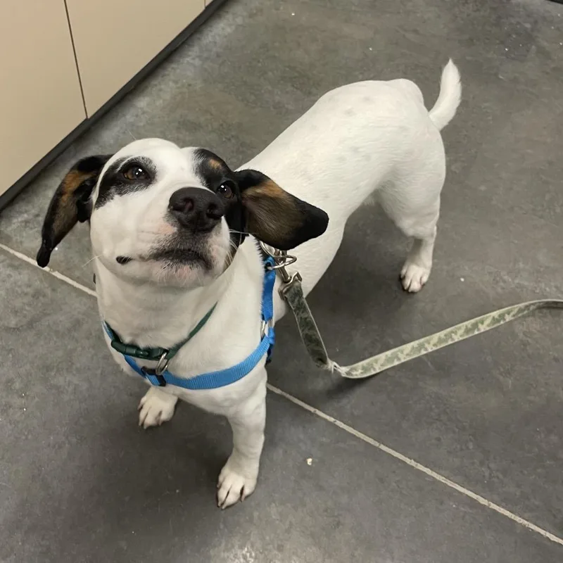 A young medium-sized male White / Cream Mixed Breed dog named Owen for adoption in Dickinson, TX
