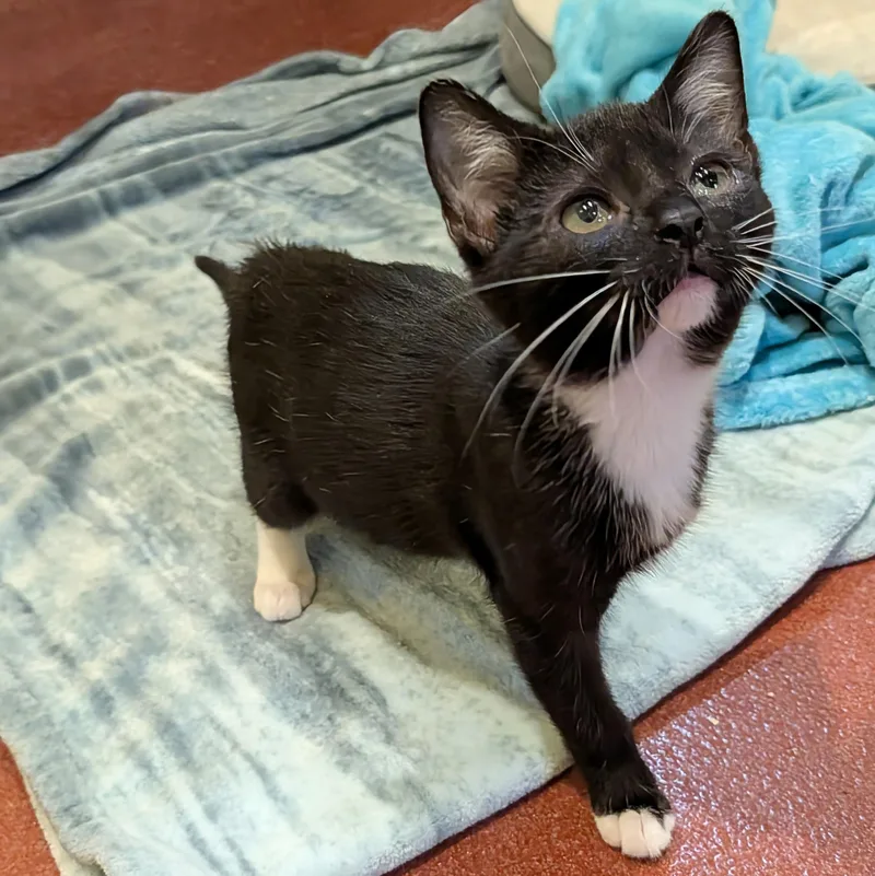 A baby medium-sized female Black Domestic Short Hair cat named Yuria for adoption in Accident, MD