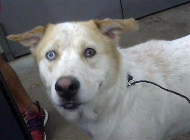 An adult large-sized male Mixed Breed dog named Parker for adoption in Dallas, TX