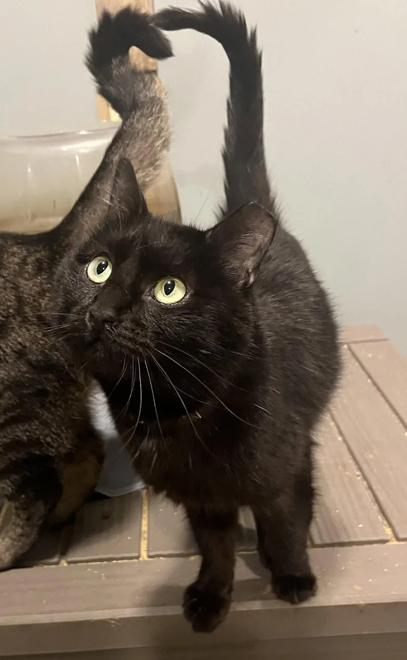 An adult medium-sized male Black Domestic Medium Hair cat named Jet for adoption in Zimmerman, MN