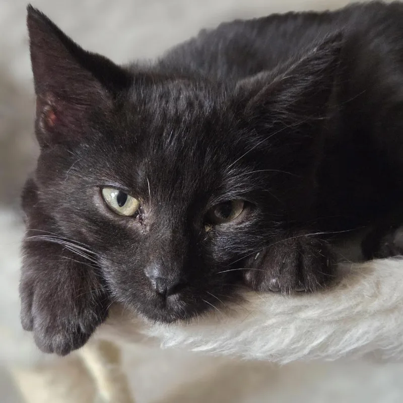A baby small-sized female Black Domestic Short Hair cat named MarshC for adoption in East Saint Louis, IL