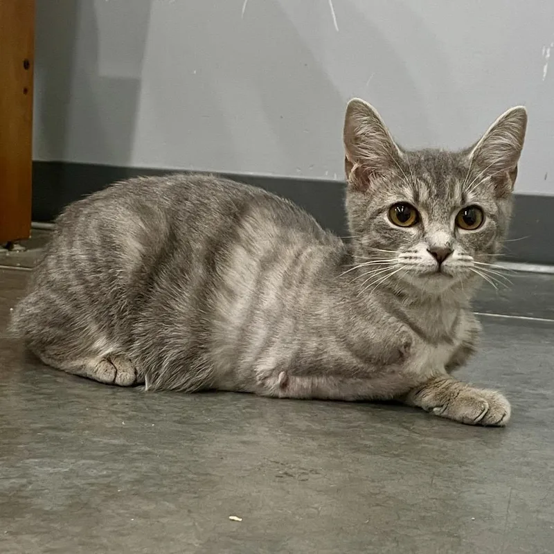 A baby small-sized female Gray / Blue / Silver Domestic Short Hair cat named Java for adoption in Fairmont, WV