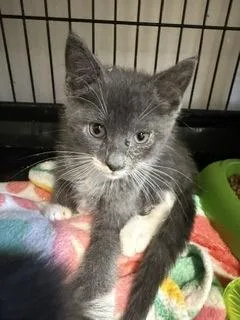 A baby small-sized male Domestic Medium Hair cat named Jason for adoption in West Chester, PA