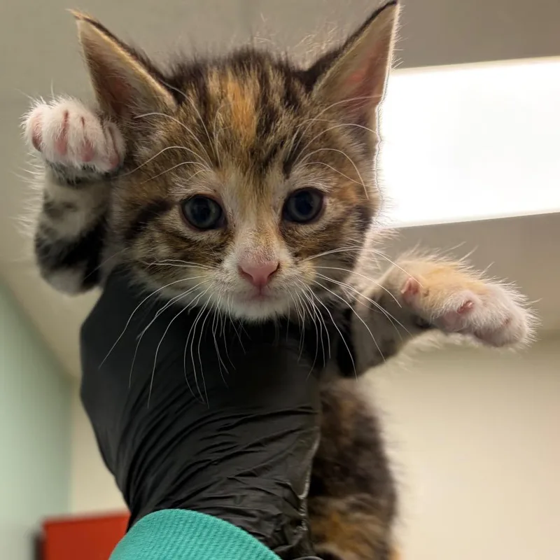 A baby small-sized female Torbie Domestic Short Hair cat named Tillamook for adoption in Keizer, OR