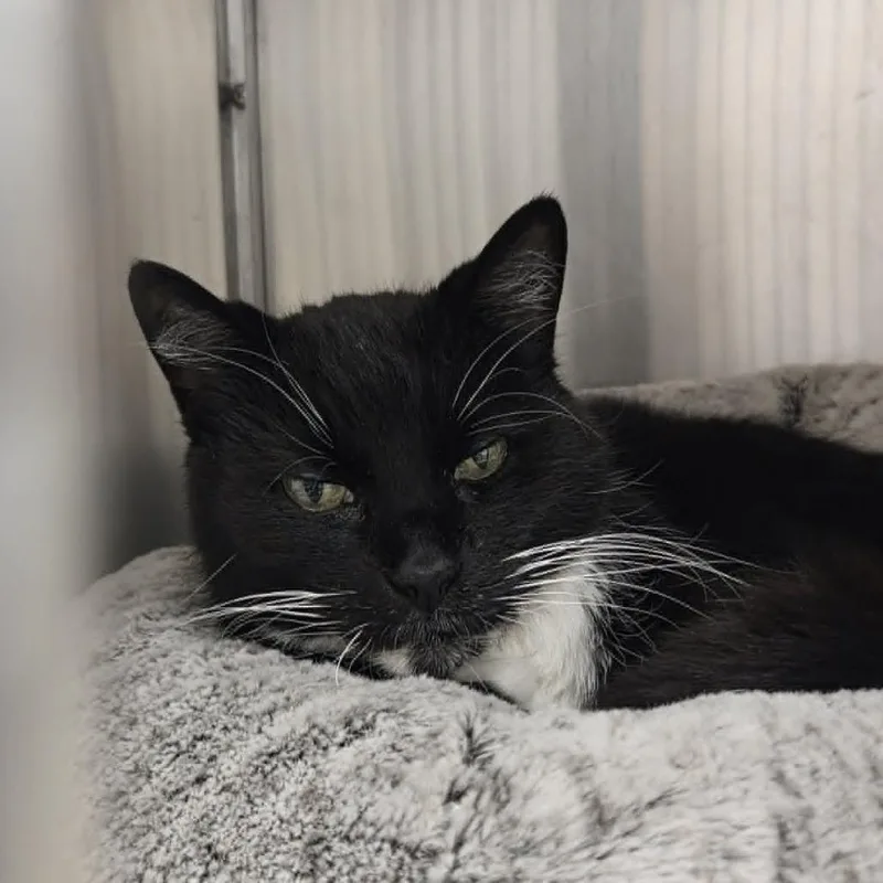 A senior medium-sized male Black Domestic Short Hair cat named Luther for adoption in Ballston Spa, NY
