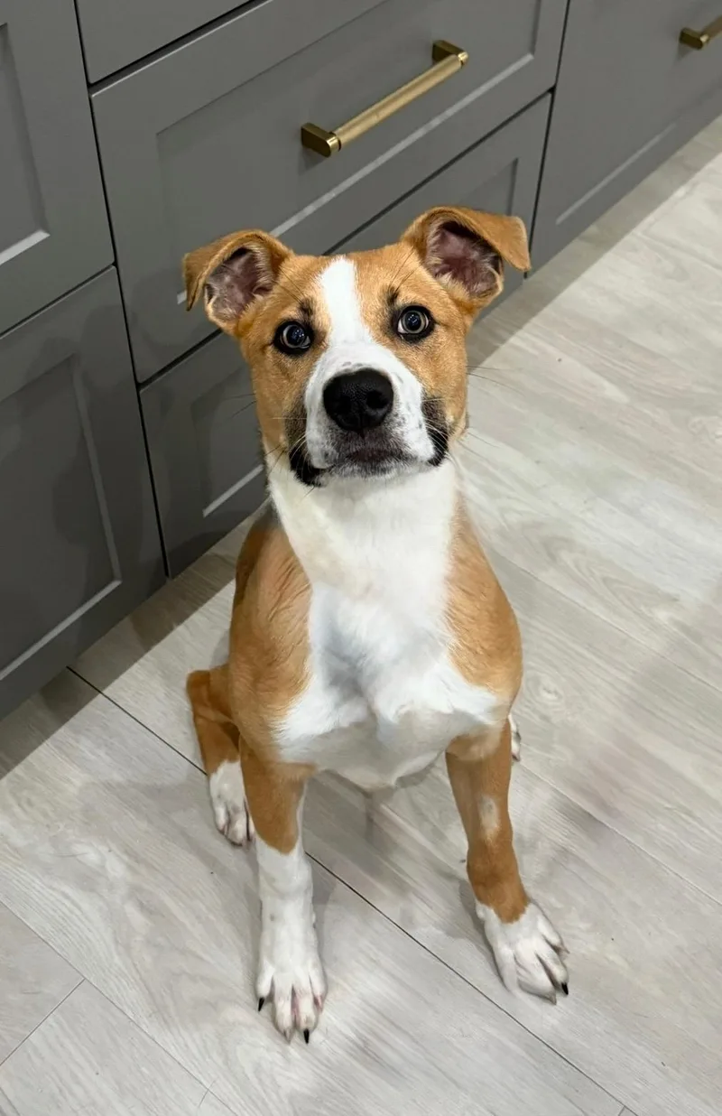 A young medium-sized male Boxer dog named Rodeo for adoption in Nashville, TN