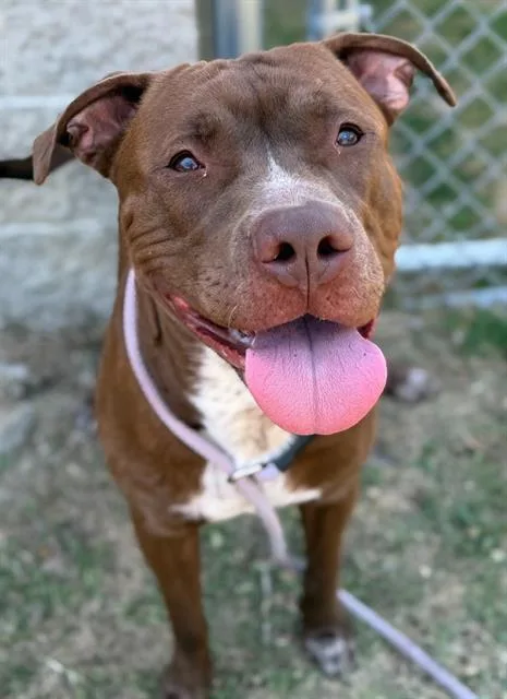 A young large-sized male Mixed Breed dog named Quibble for adoption in Columbia, SC