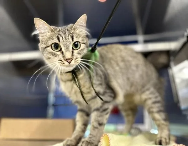 An adult small-sized female Domestic Medium Hair cat named Kendall for adoption in Sherwood, OR