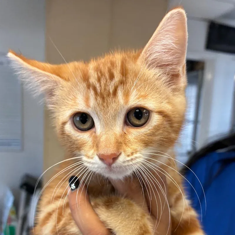 A baby small-sized female Orange / Red Domestic Short Hair cat named Gretel for adoption in Santa Barbara, CA