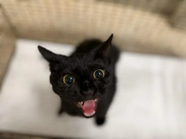 A baby small-sized female Domestic Short Hair cat named Kayda for adoption in Miami, FL