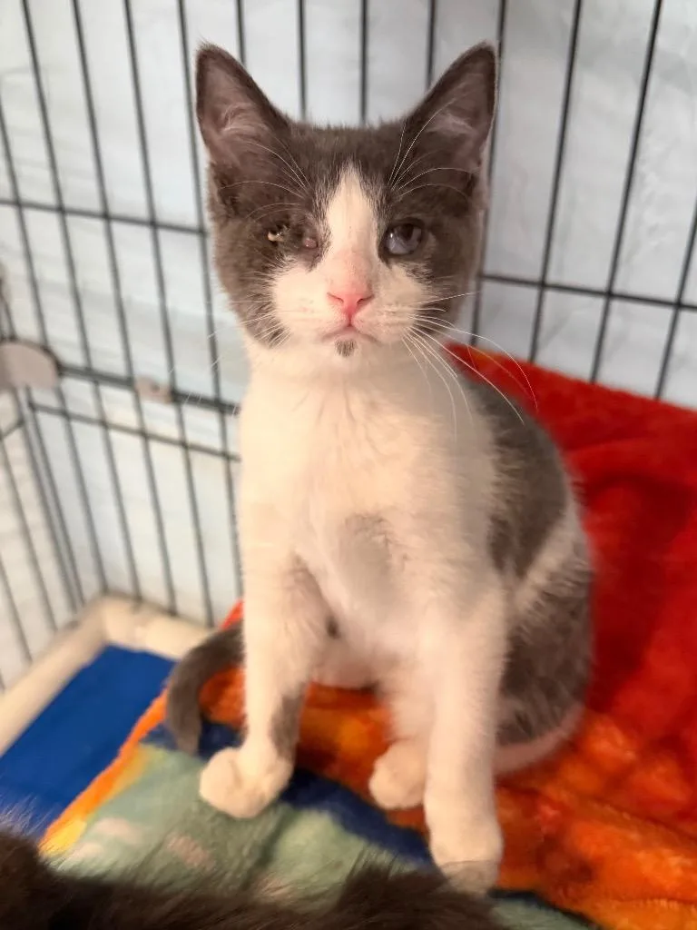 A baby medium-sized male Domestic Short Hair cat named Matchbox for adoption in Cincinnati, OH