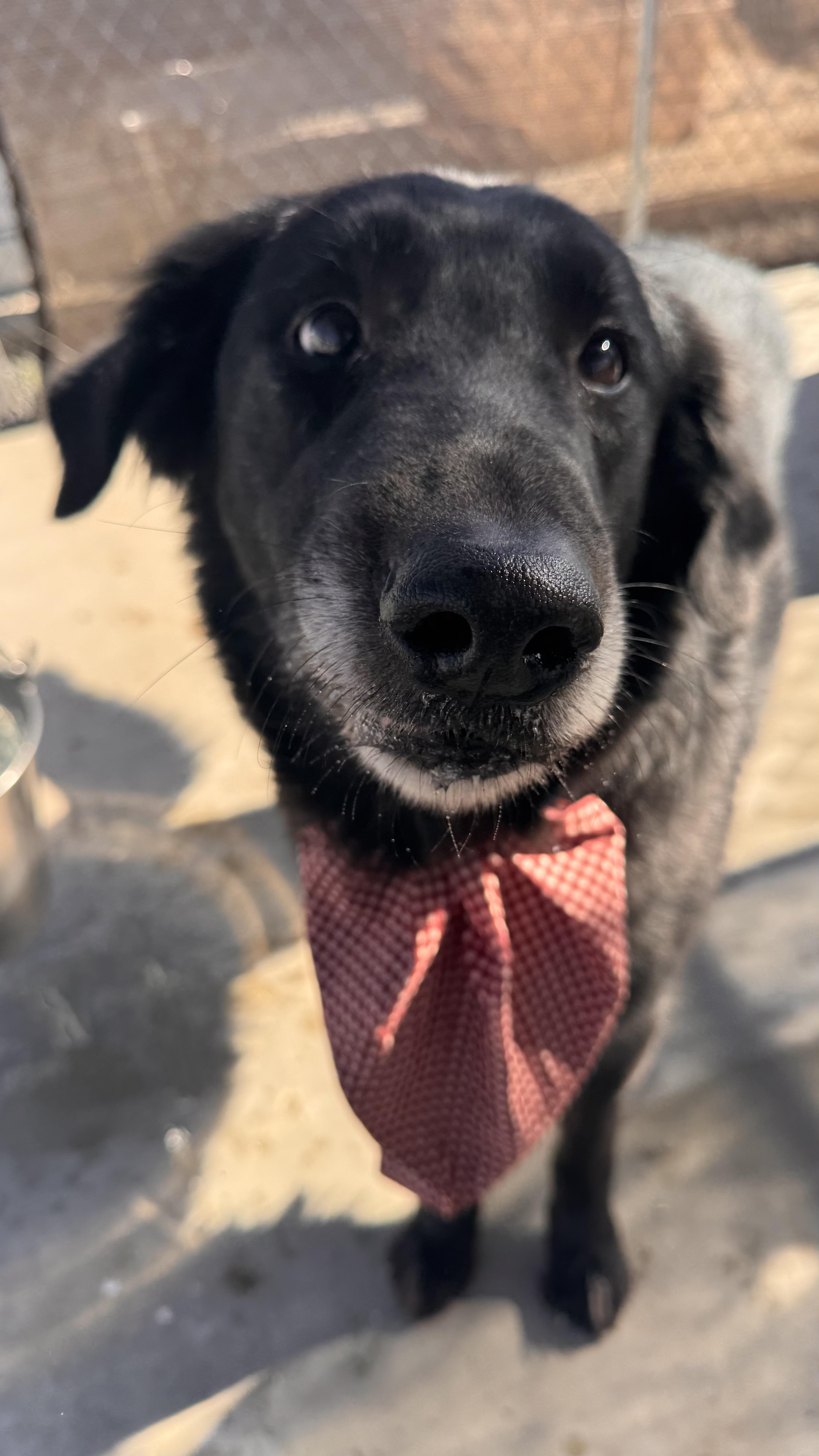 An adult medium-sized male Black Labrador Retriever dog named Mucksley for adoption in Prineville, OR