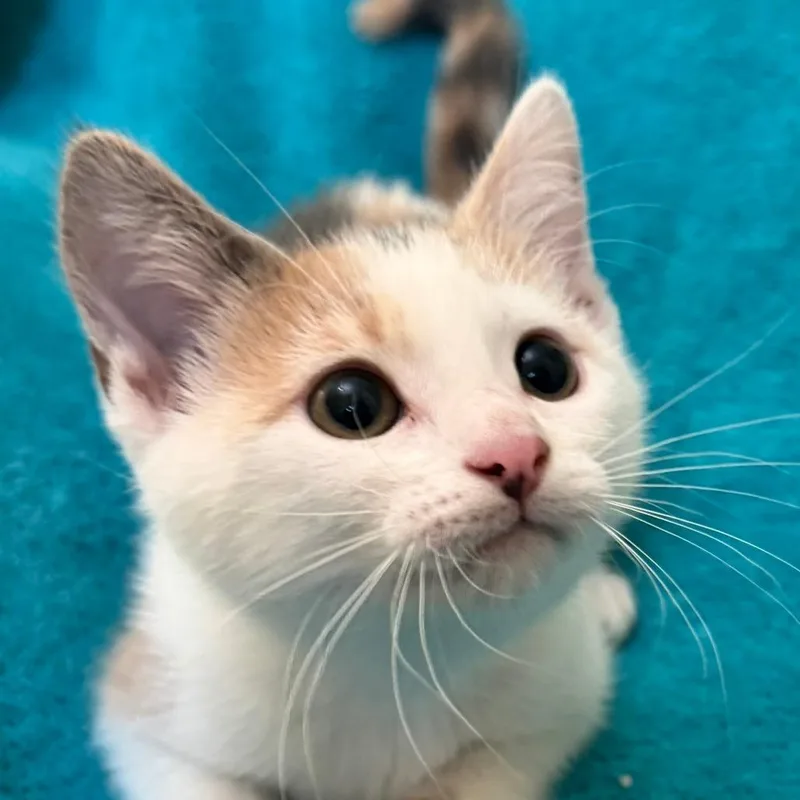 A baby small-sized female Calico Domestic Short Hair cat named Patch for adoption in Los Angeles, CA