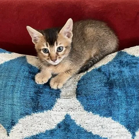 A baby small-sized male Abyssinian cat named Rudy for adoption in Los Angeles, CA