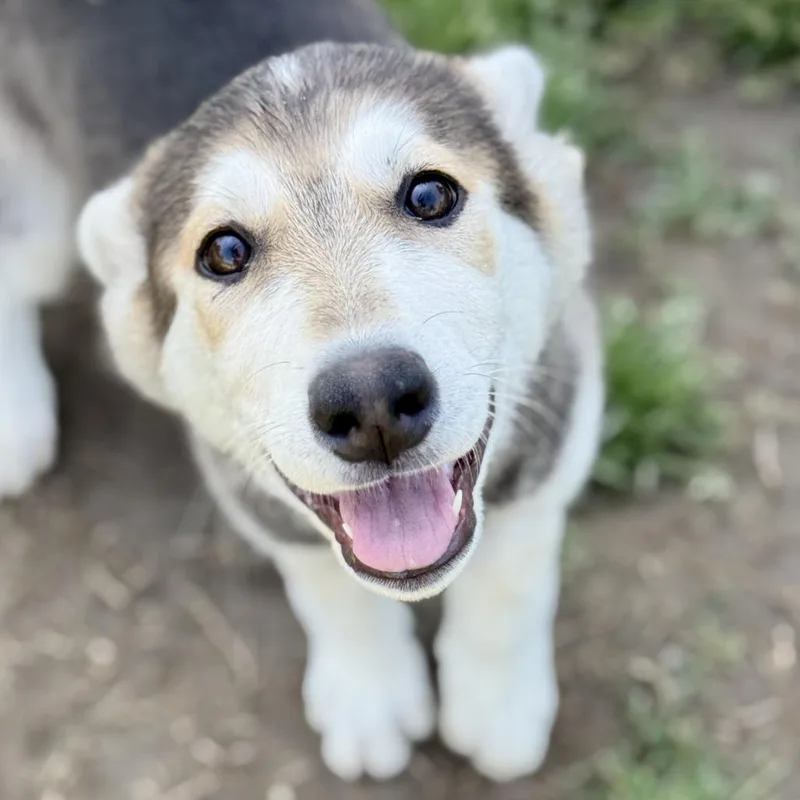 A baby medium-sized female Black German Shepherd Dog dog named Opal for adoption in Fresno, CA