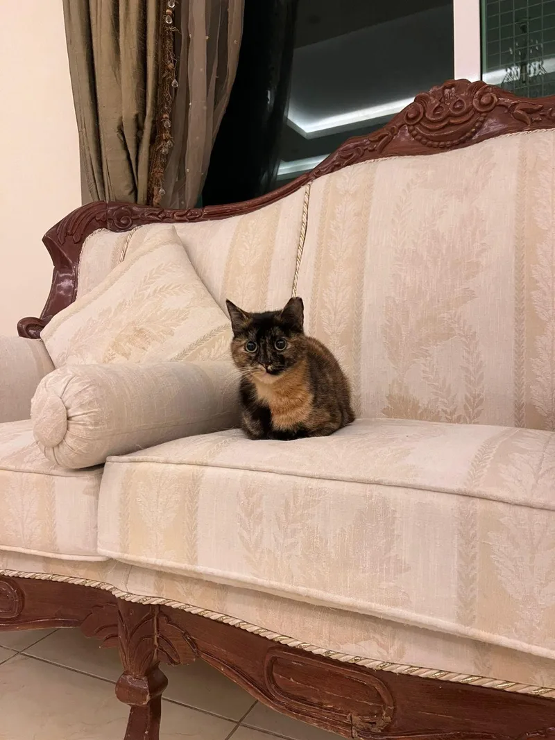 An adult medium-sized female Tortoiseshell Domestic Short Hair cat named Samah  The Forgiving for adoption in Somerset, NJ