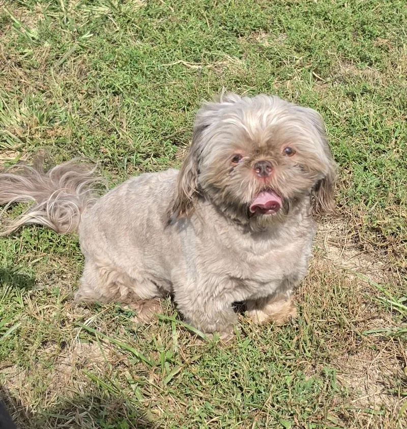 An adult small-sized female Shih Tzu dog named Ruby Female & Stormy for adoption in Terre Haute, IN