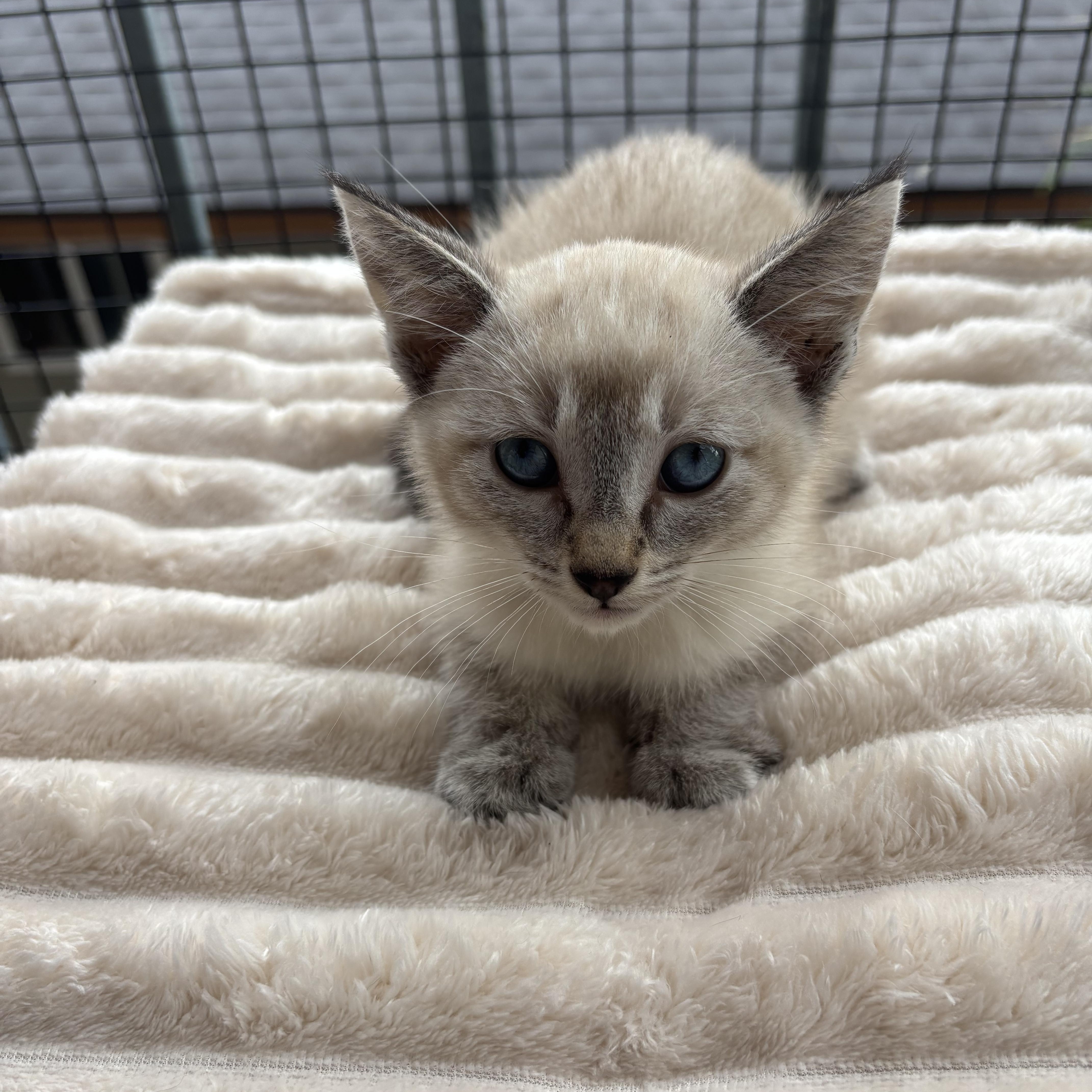 A baby small-sized male Siamese cat named Coconut for adoption in Costa Mesa, CA