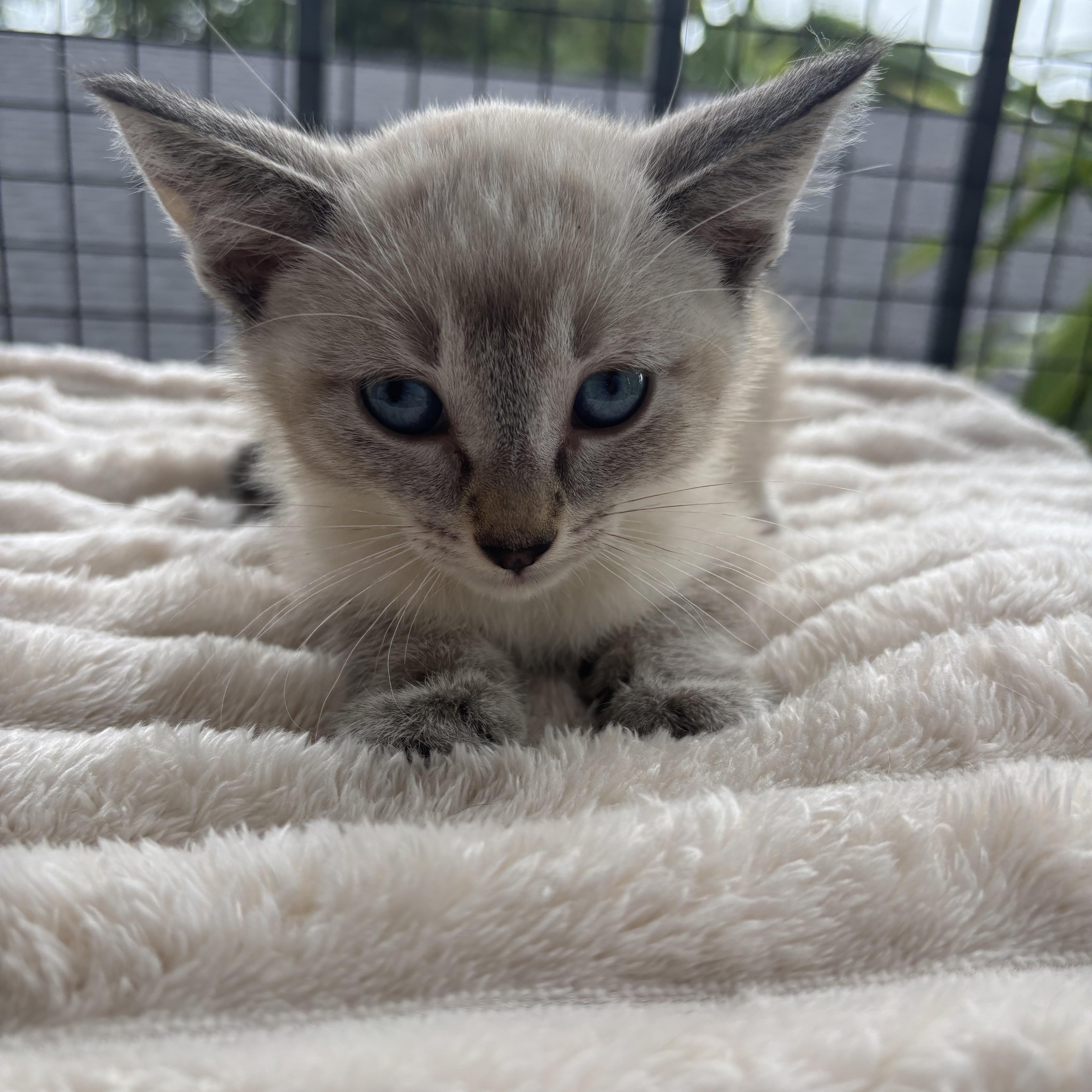 Coconut thumbnail 2