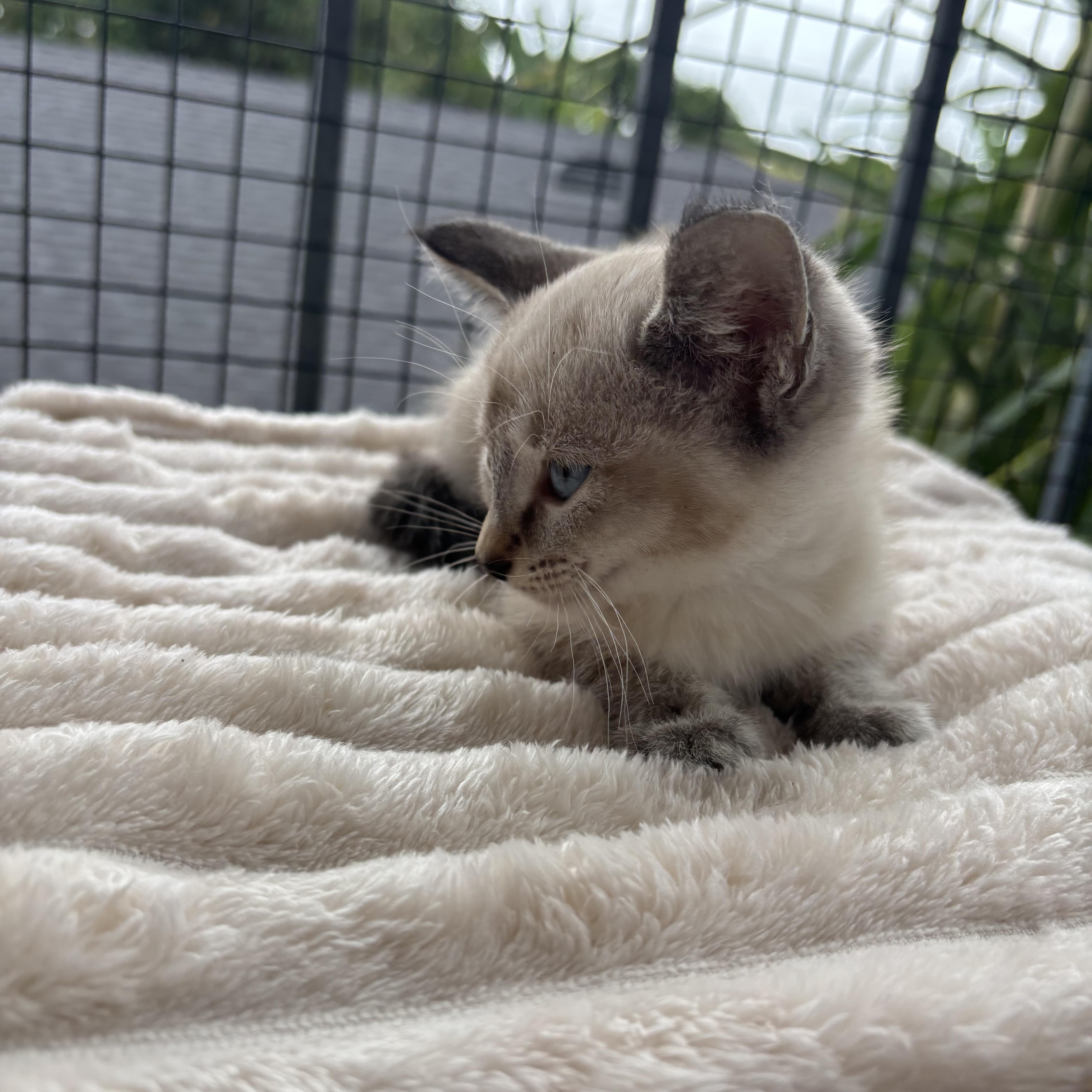 Coconut thumbnail 3