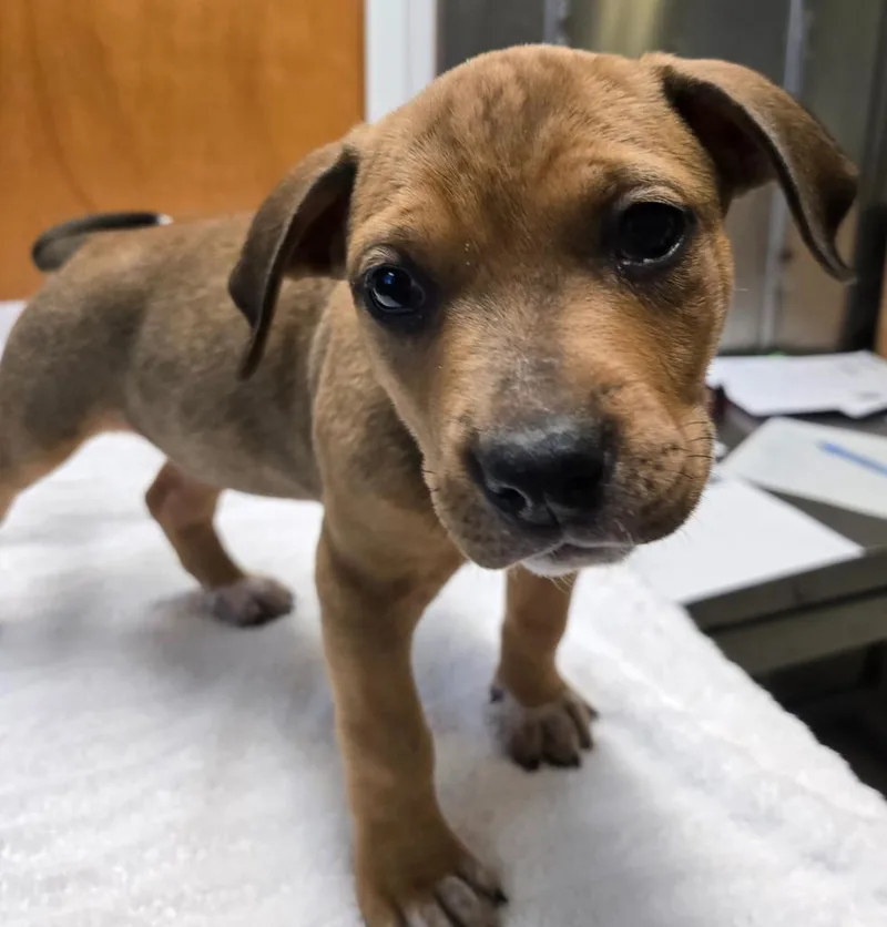 A baby small-sized female Doberman Pinscher dog named Maribelle for adoption in Sandusky, OH