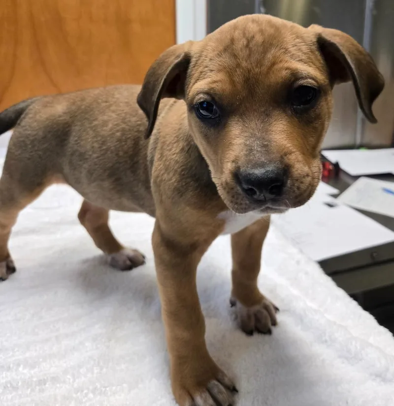 Maribelle thumbnail 2