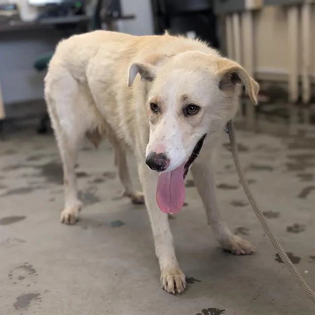 A young large-sized female Labrador Retriever dog named Maple for adoption in Camarillo, CA