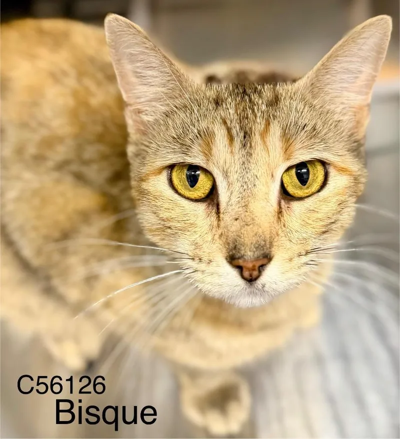 A young medium-sized female Domestic Short Hair cat named Bisque for adoption in Clarksville, TN