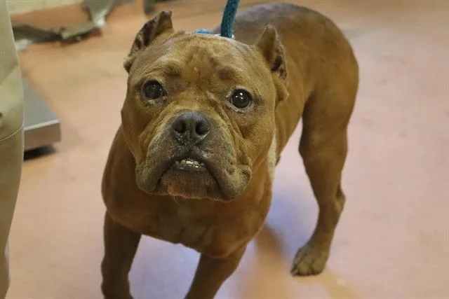An adult medium-sized female Mixed Breed dog named Emerson for adoption in Columbia, SC