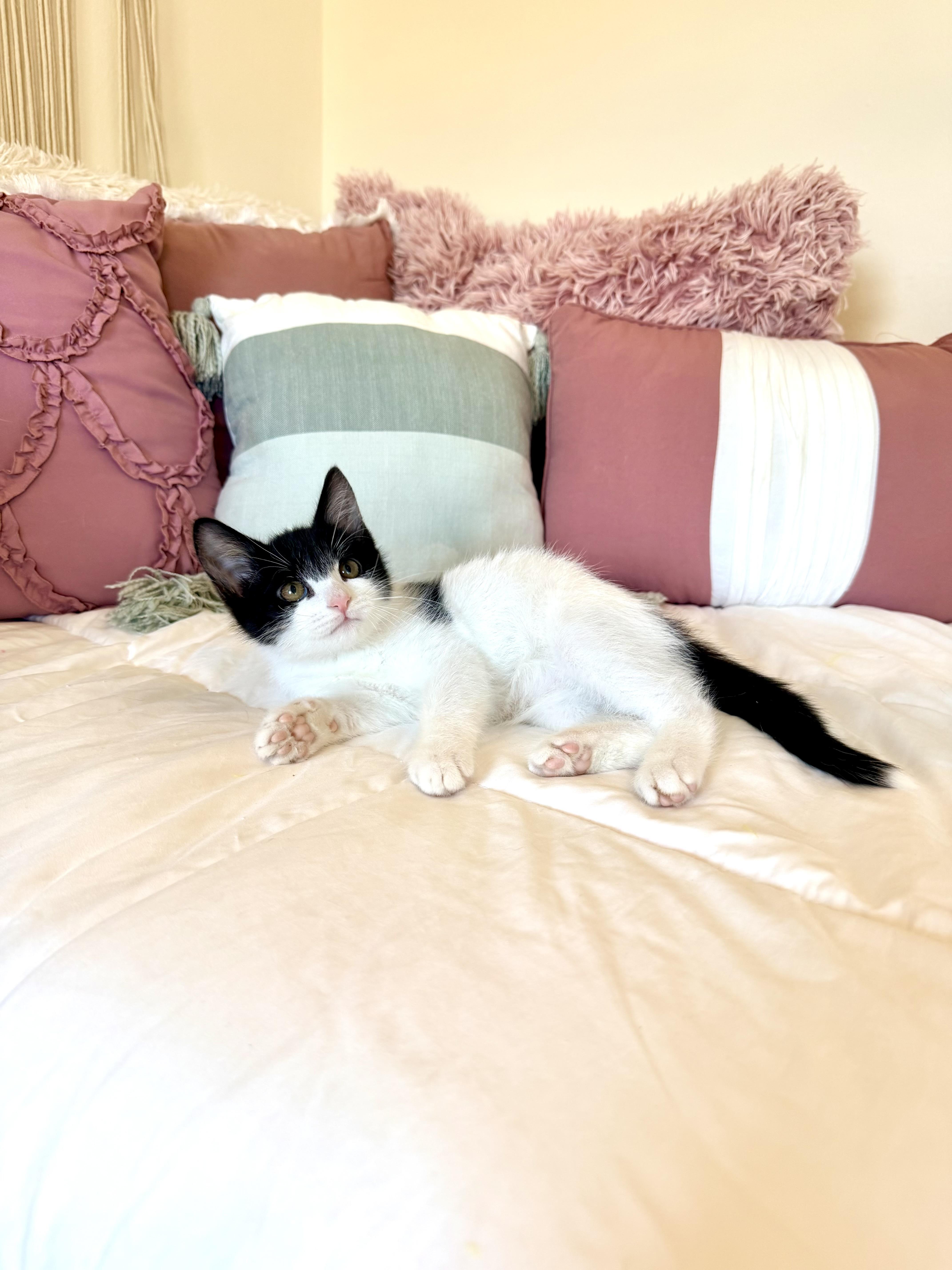 A baby medium-sized male Black & White / Tuxedo Domestic Short Hair cat named Farley for adoption in Tuscaloosa, AL