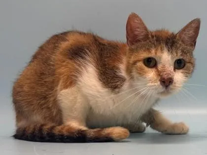 An adult small-sized female Domestic Short Hair cat named Star Fruit for adoption in Coon Rapids, MN
